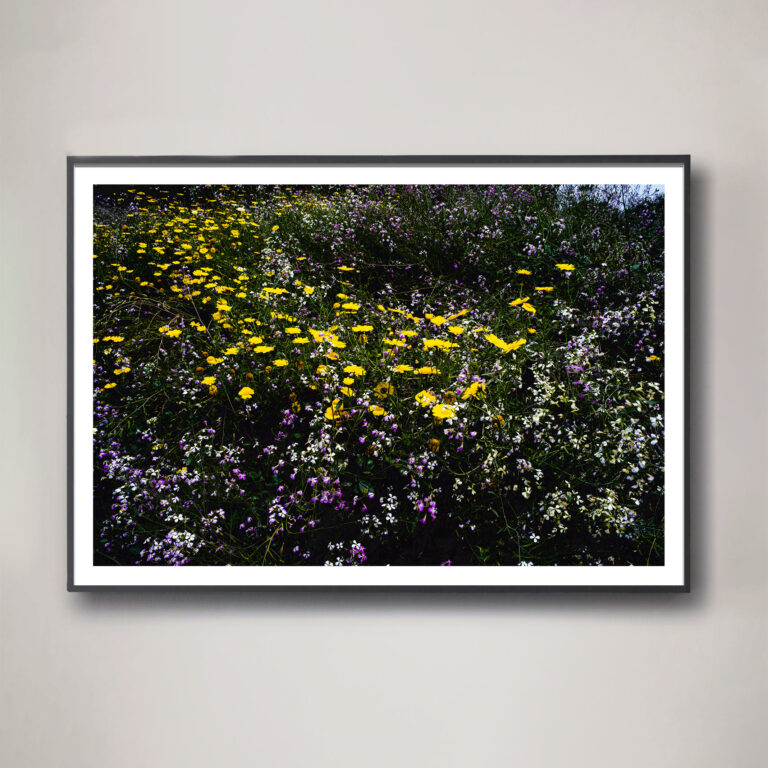 california superbloom photograph
