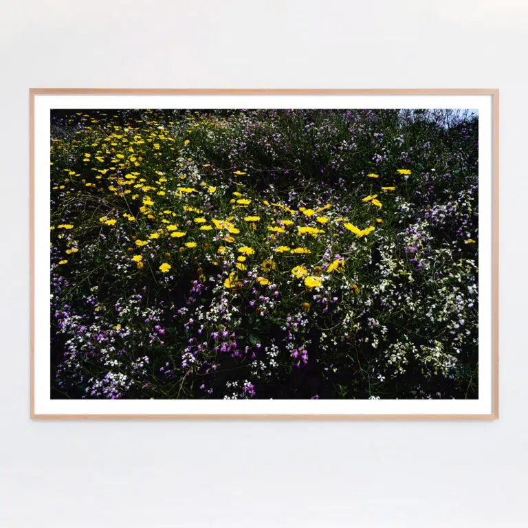 "Western Wildflowers Series, Entry #4" - Image 2