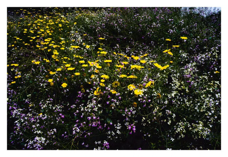 "Western Wildflowers Series, Entry #4" - Image 3