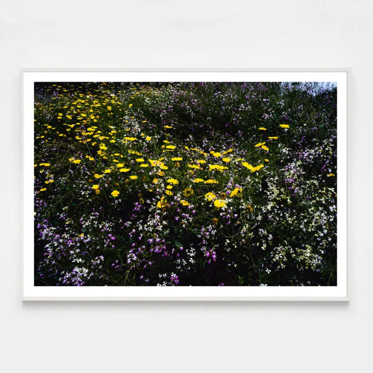 "Western Wildflowers Series, Entry #4" - Image 5