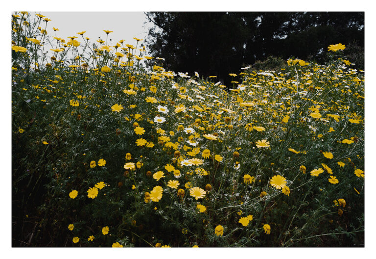 "Western Wildflowers Series, Entry #6" - Image 4