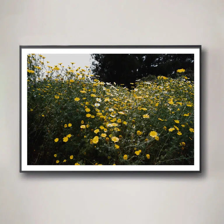 "Western Wildflowers Series, Entry #6" - Image 2