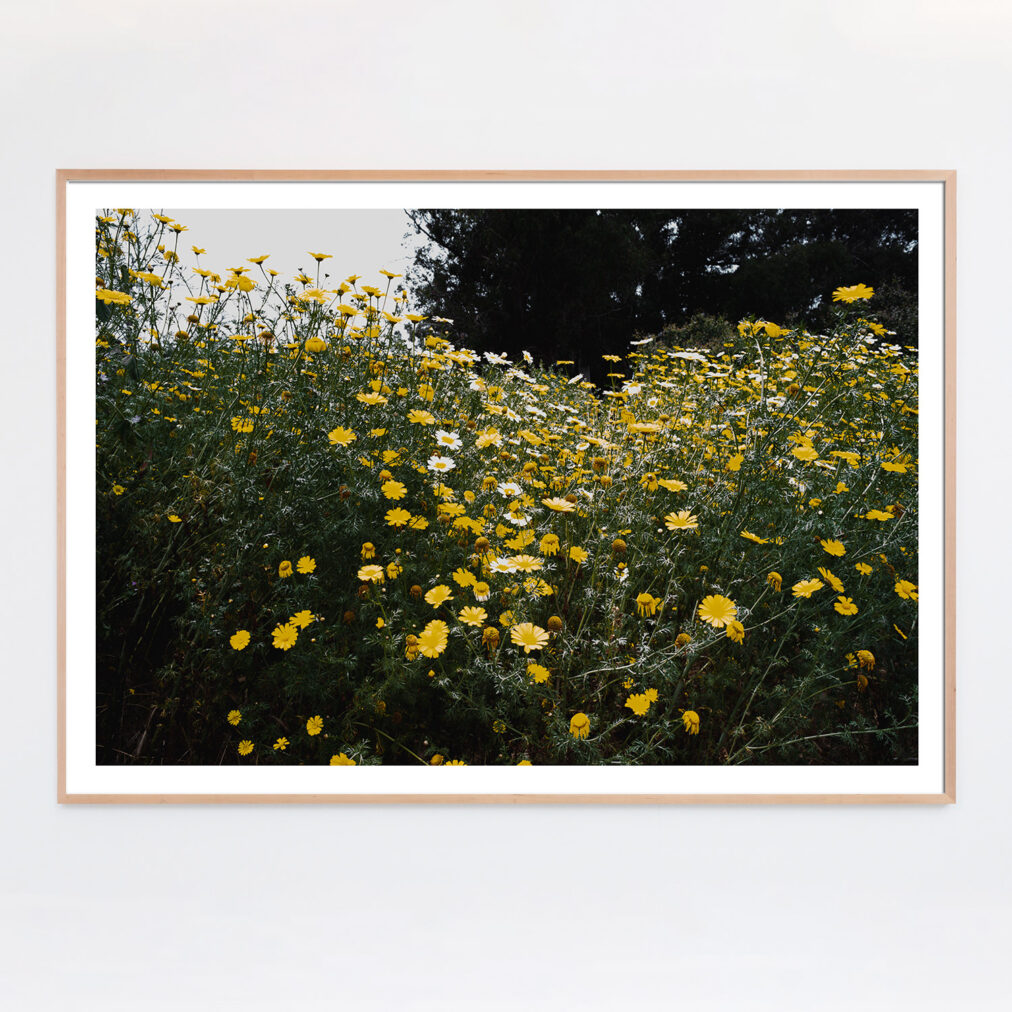 california wildflowers photograph