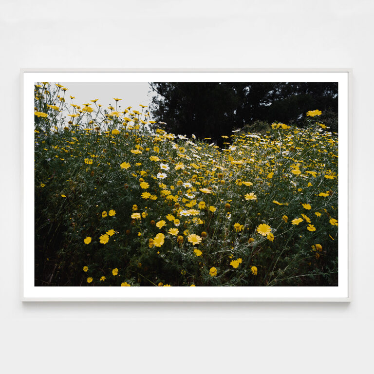 "Western Wildflowers Series, Entry #6" - Image 3
