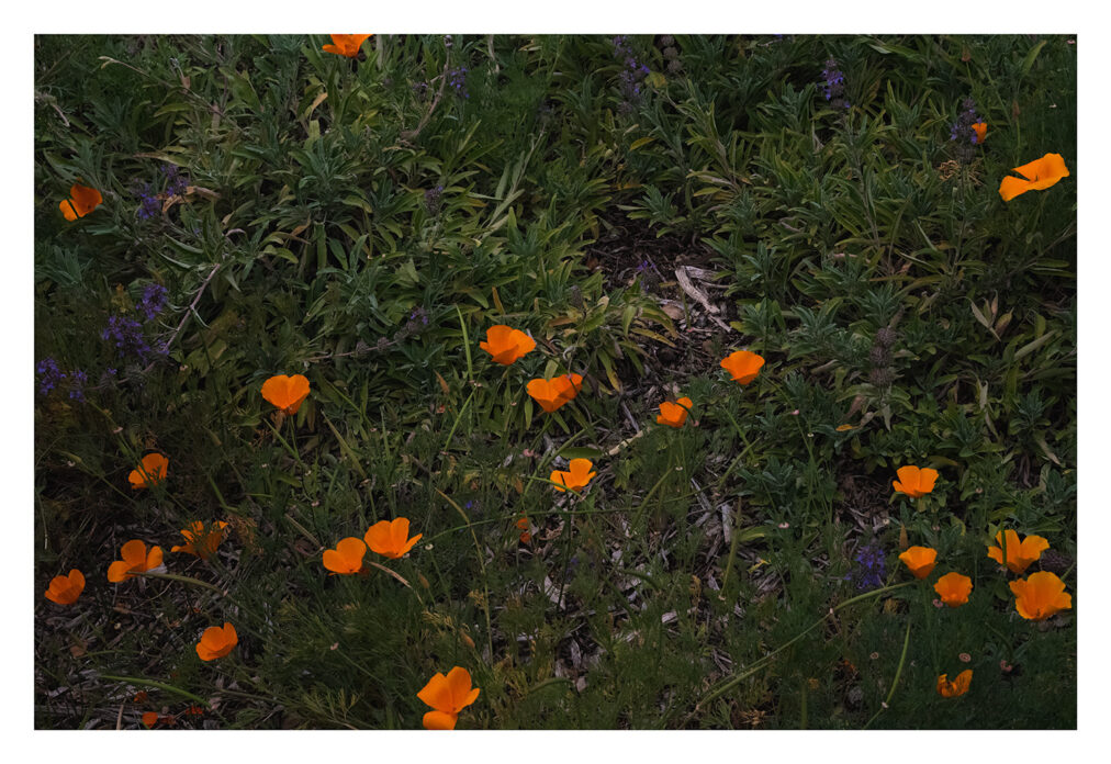 california poppy photograph