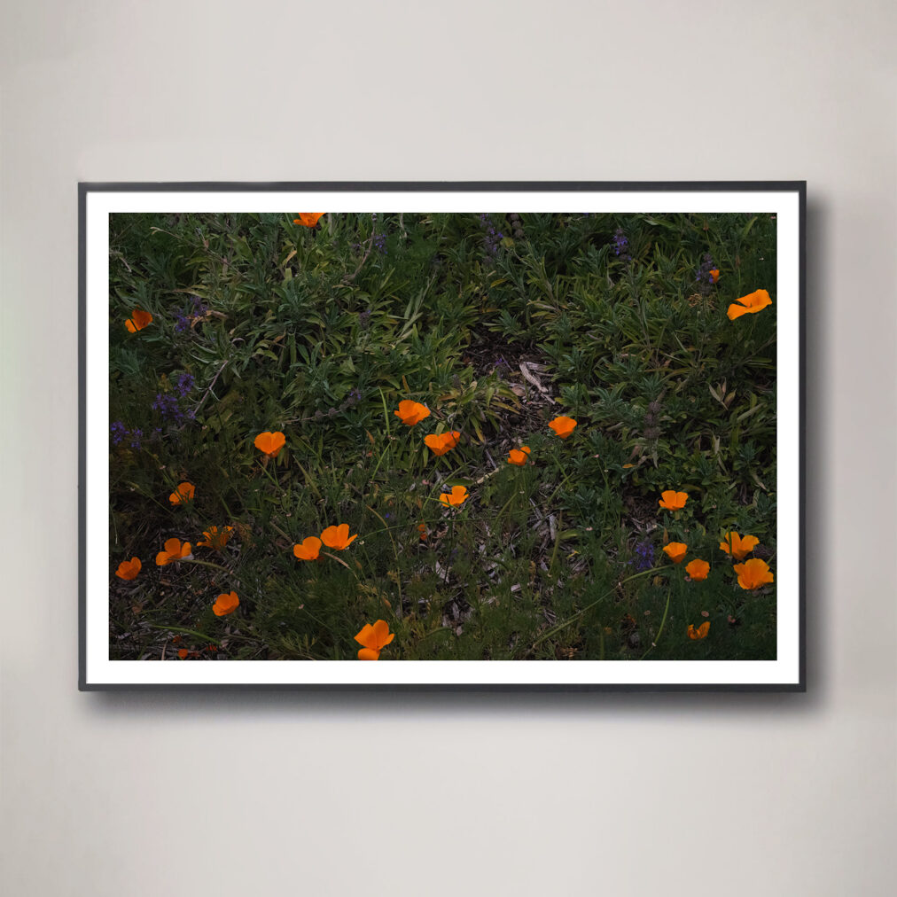 california poppy photograph