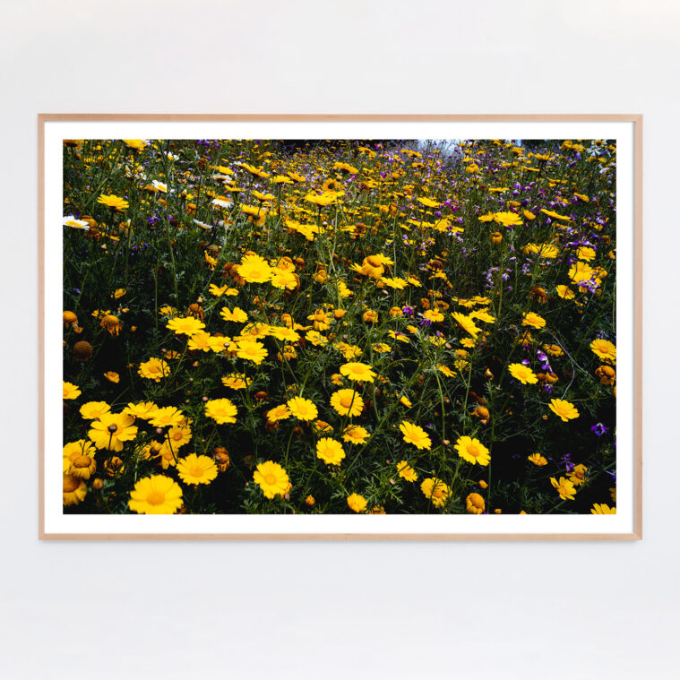 yellow and purple wildflower photoraph