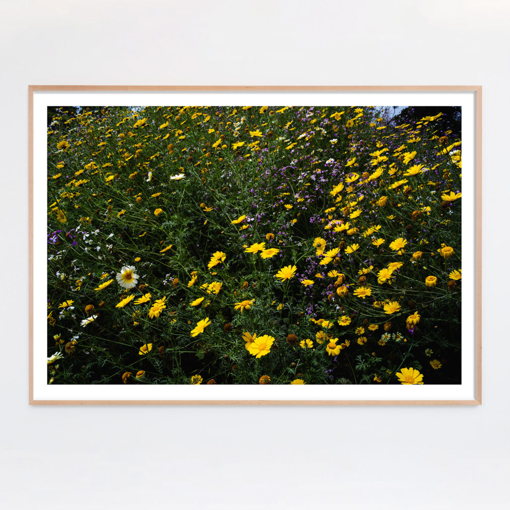 wildflowers photograph with yellow and purple