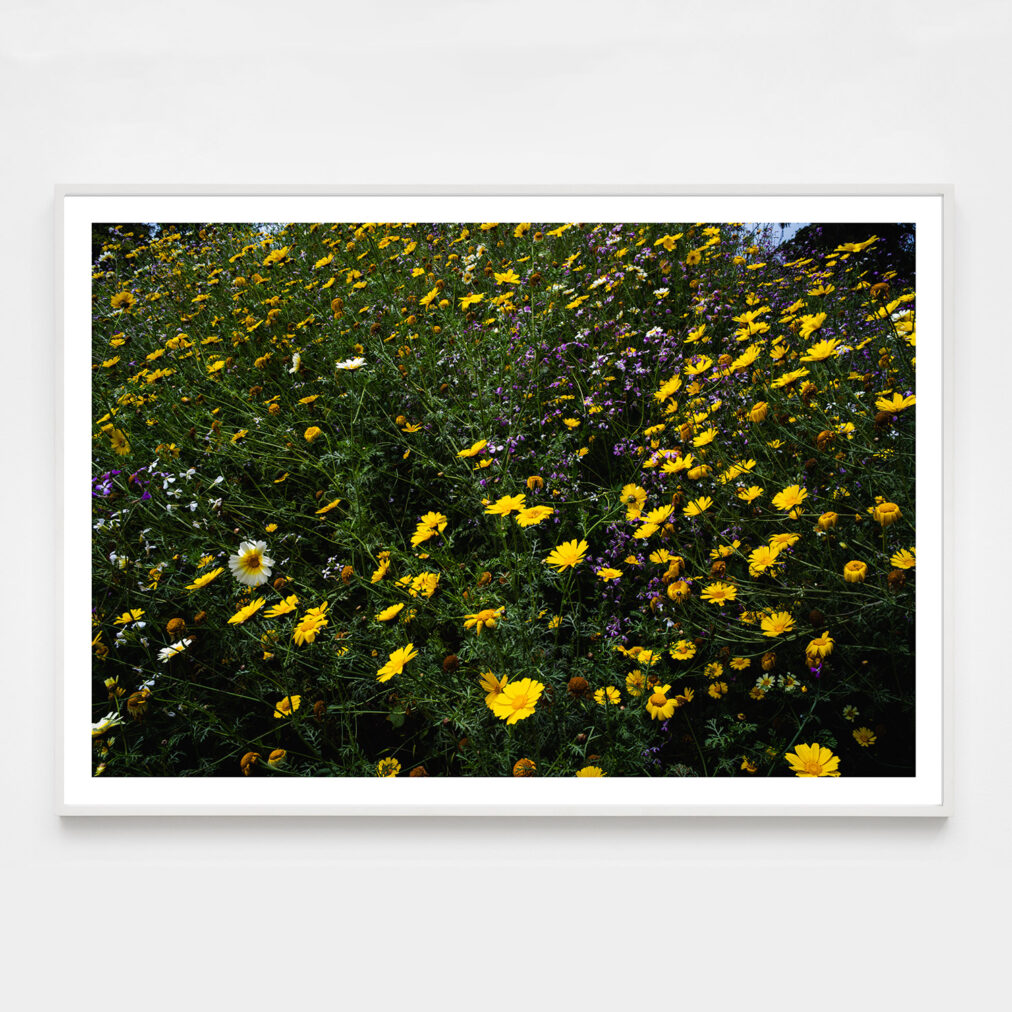 wildflowers photograph with yellow and purple