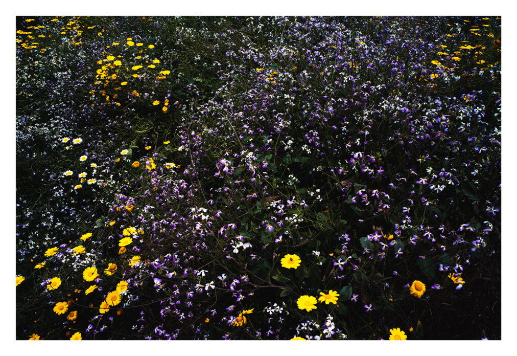 california wildflower superbloom photograph