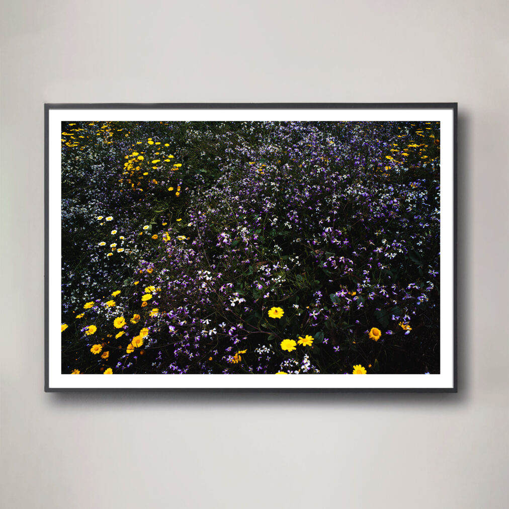 california wildflower superbloom photograph